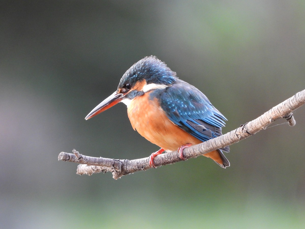 isfugl - ML646788943