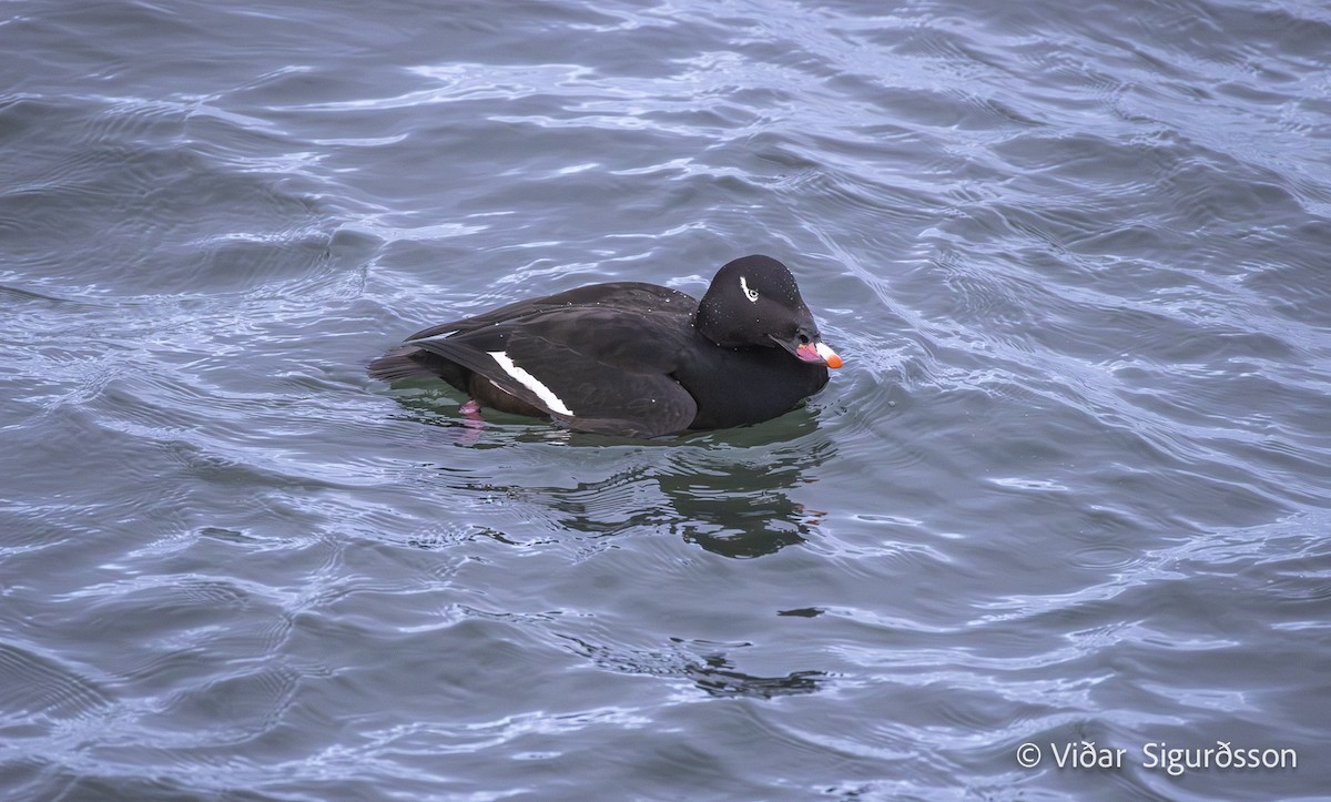 White-winged Scoter - ML646788944