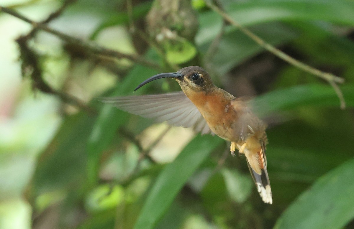 Bronzy Hermit - ML646788945