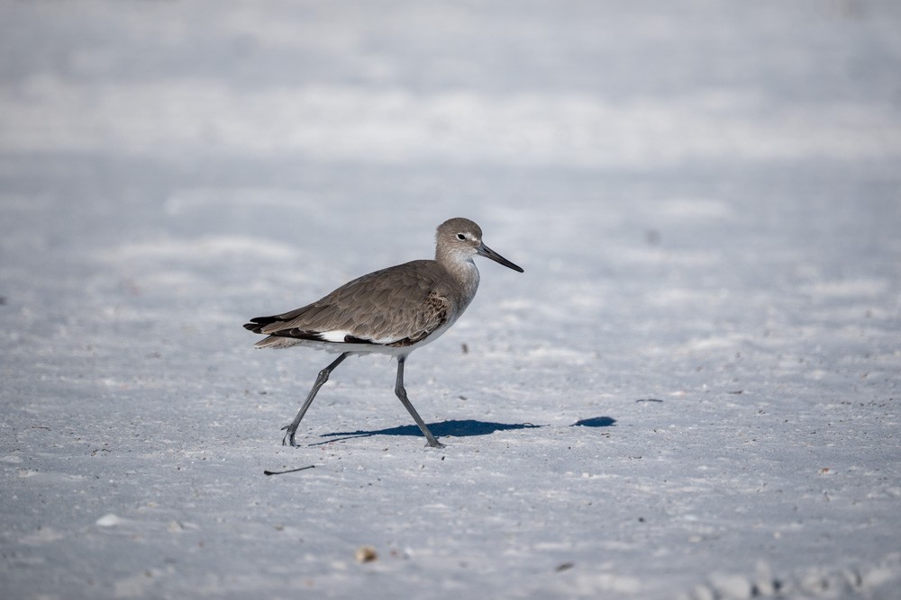 Piro piro semipalmato - ML646788946