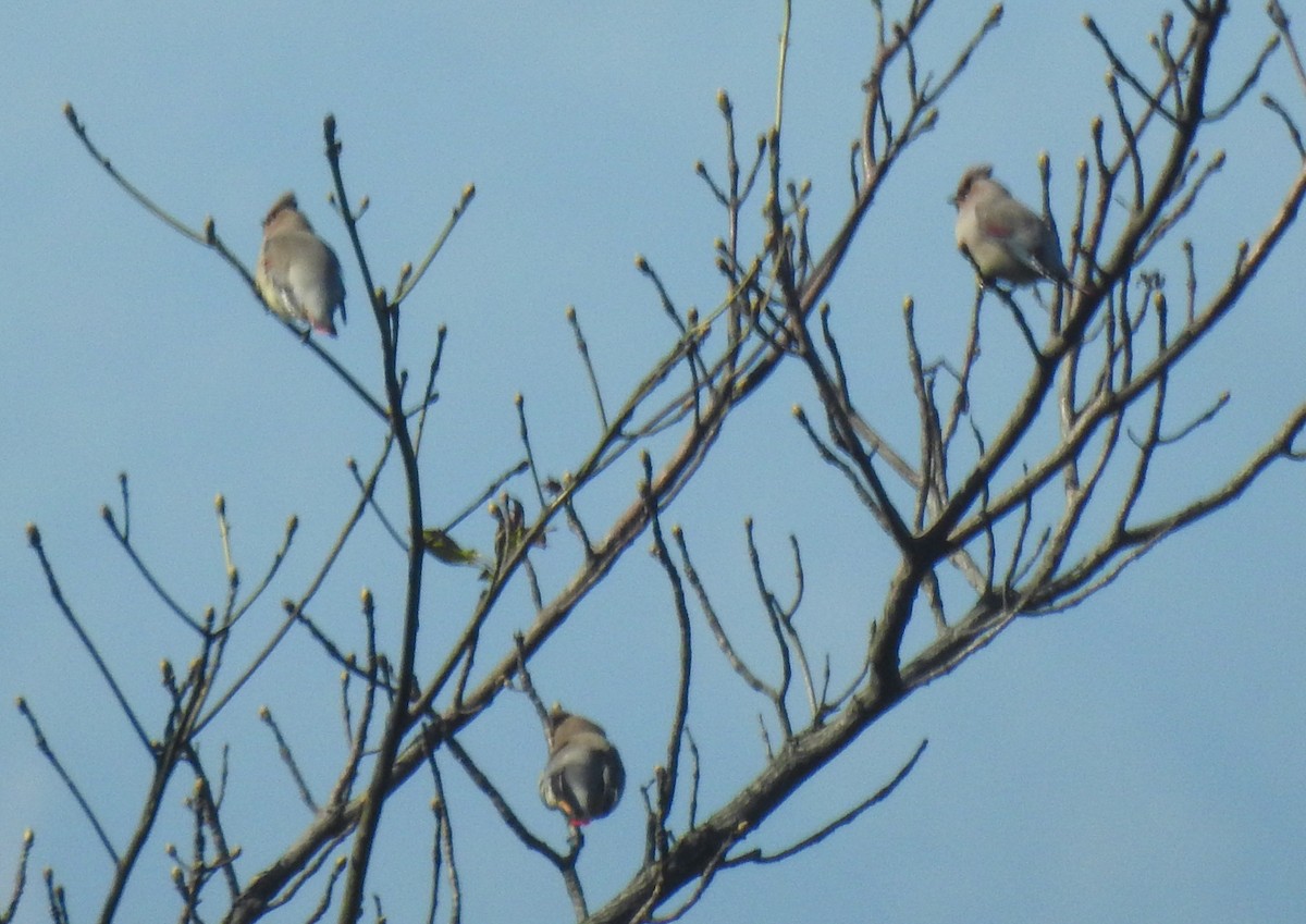 Blutseidenschwanz - ML646788948