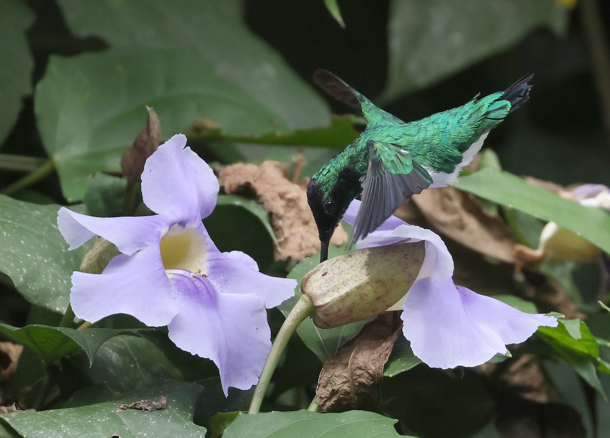 Purpurkron-Schmuckkolibri - ML646788949