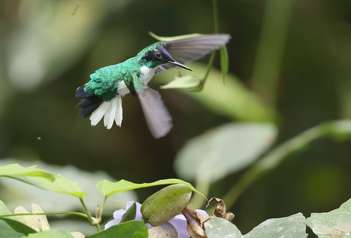 Purpurkron-Schmuckkolibri - ML646788950