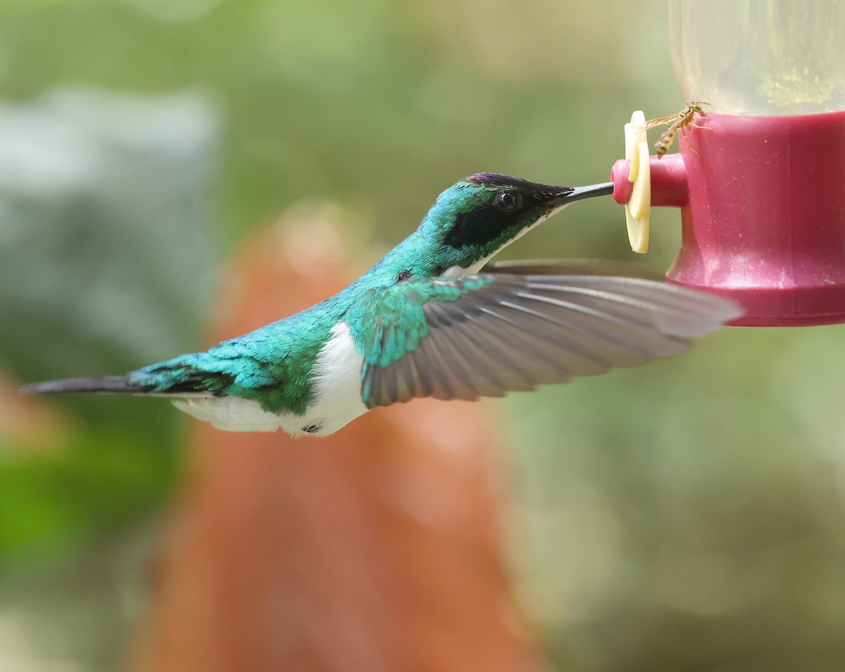 Purpurkron-Schmuckkolibri - ML646788951