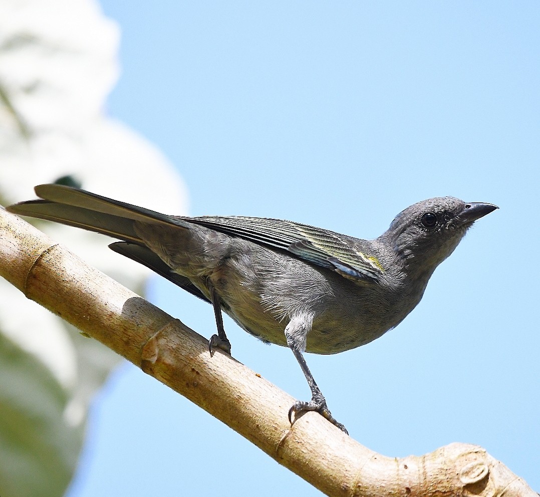 Golden-chevroned Tanager - ML646788952