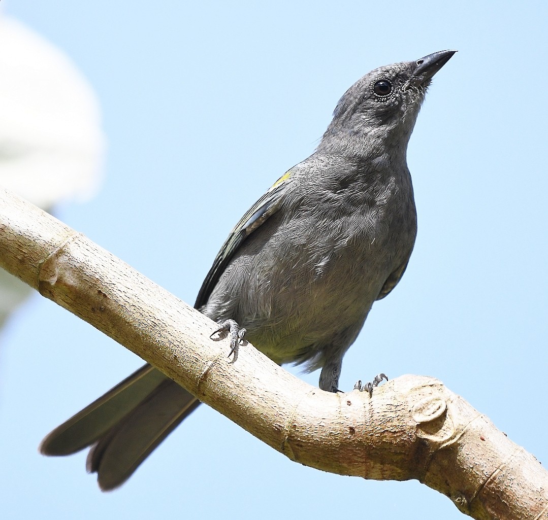 Golden-chevroned Tanager - ML646788953