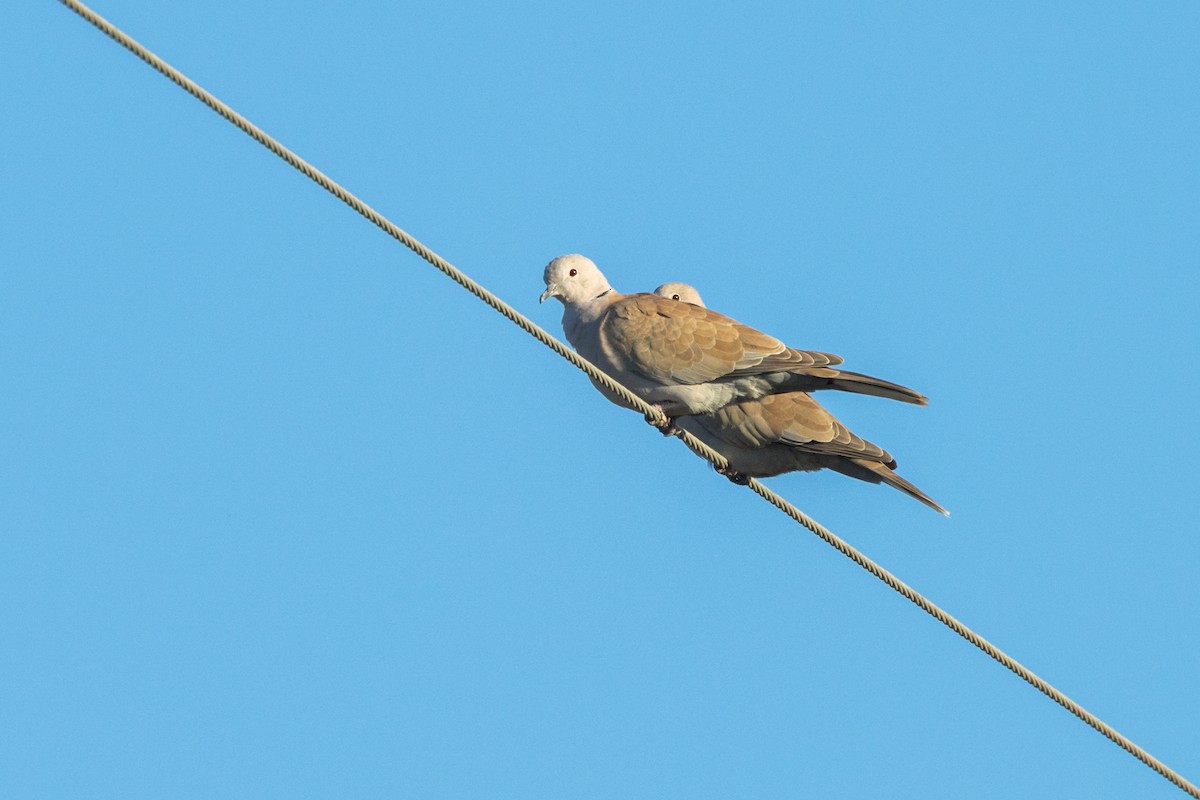 Eurasian Collared-Dove - ML646788955