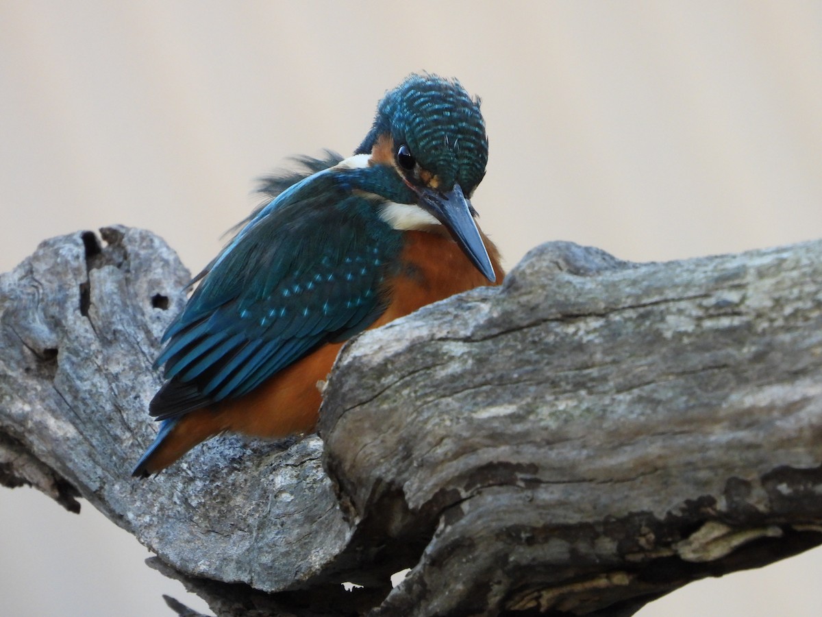 isfugl - ML646788956