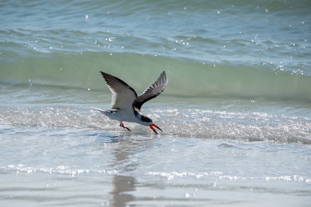 Black Skimmer - ML646788958