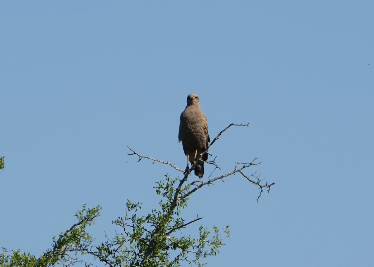 Саванный крабоед - ML646788959