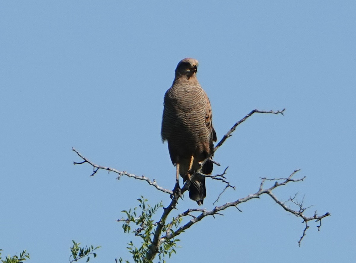 Саванный крабоед - ML646788962