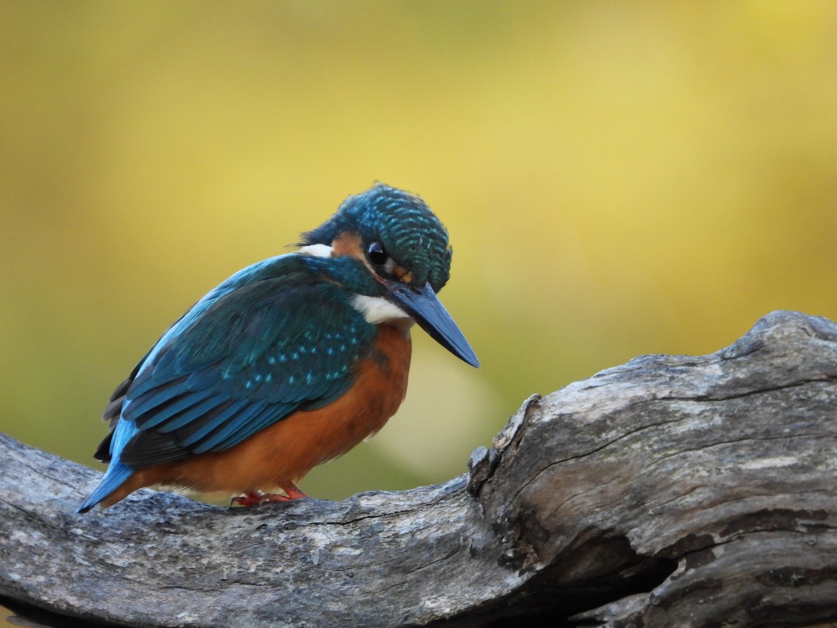 isfugl - ML646788963