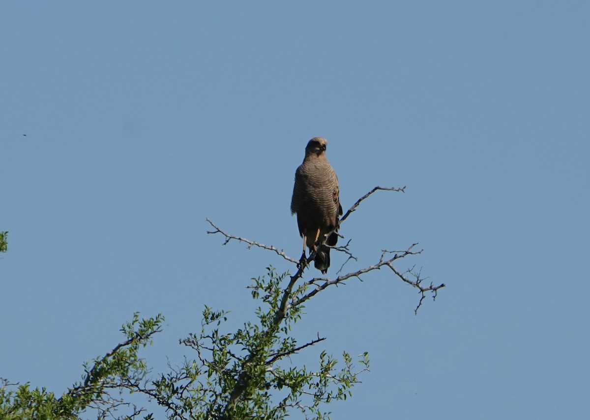 Саванный крабоед - ML646788964