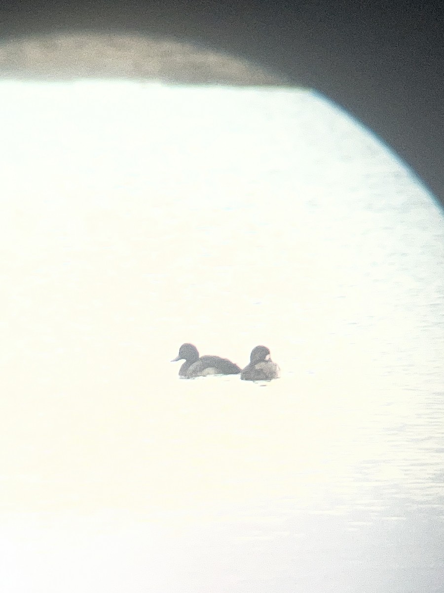 スズガモ - ML646788966