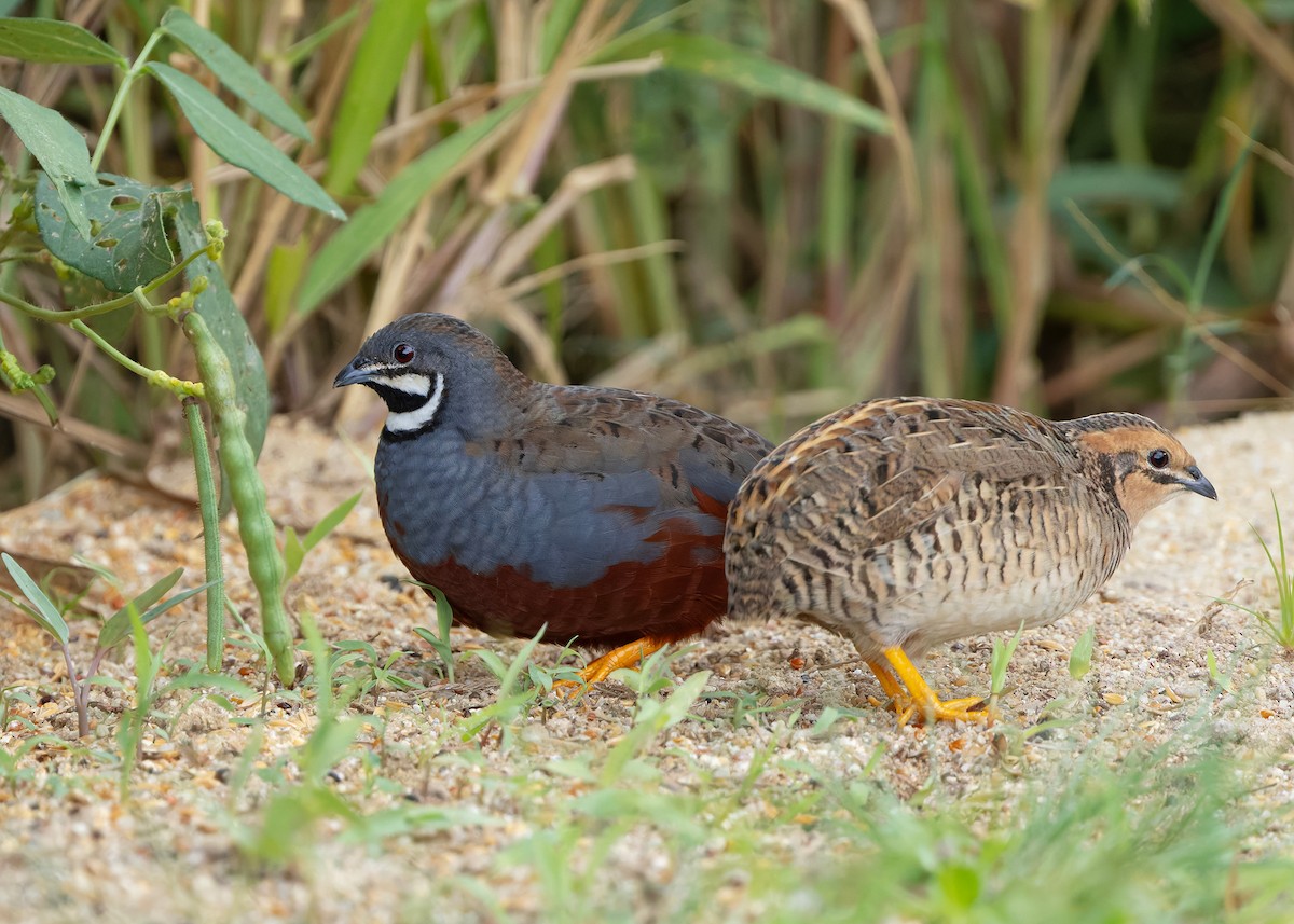 asiablåvaktel - ML646788969