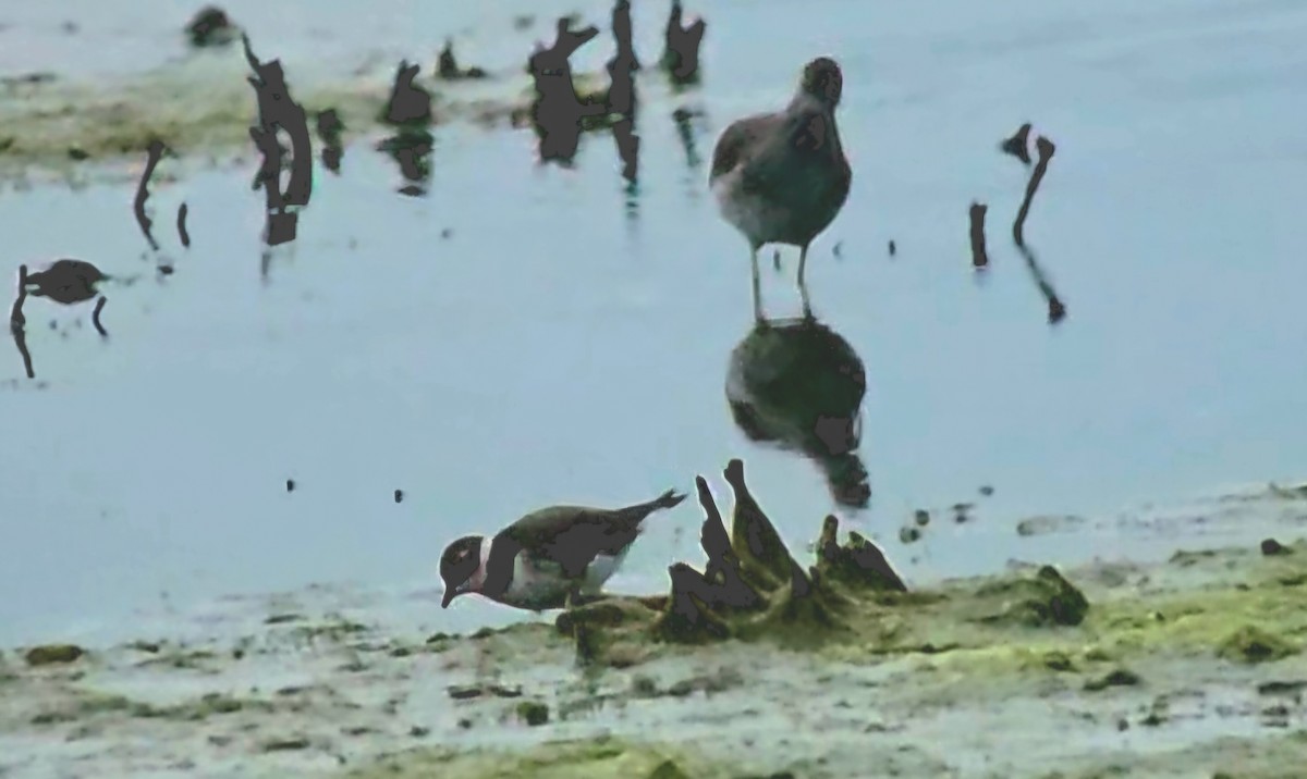 Пісочник великий - ML646788970