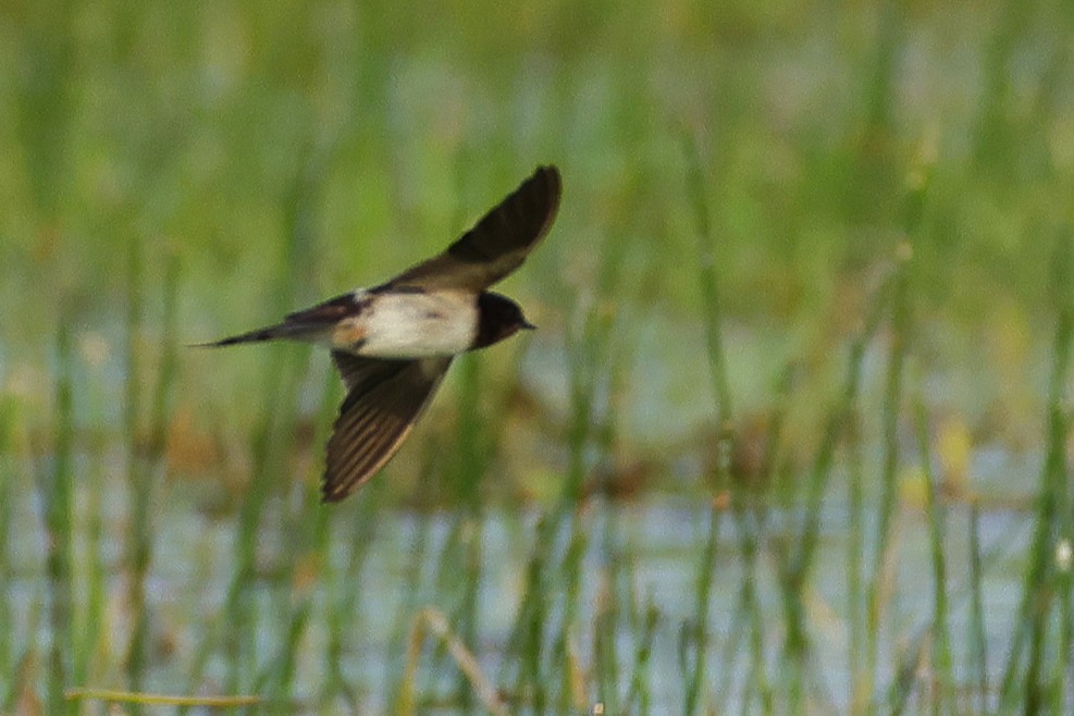 Barn Swallow - ML646788971