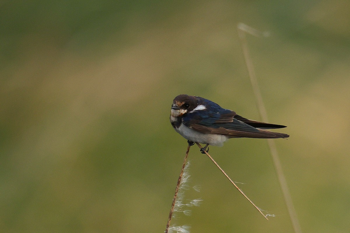 Barn Swallow - ML646788972