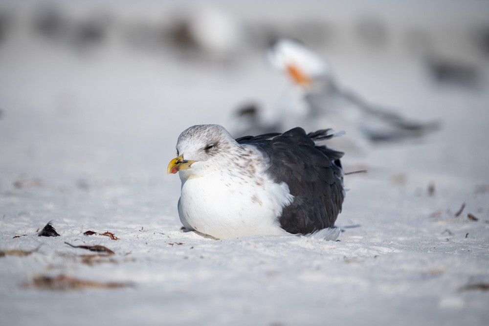 Zafferano - ML646788974