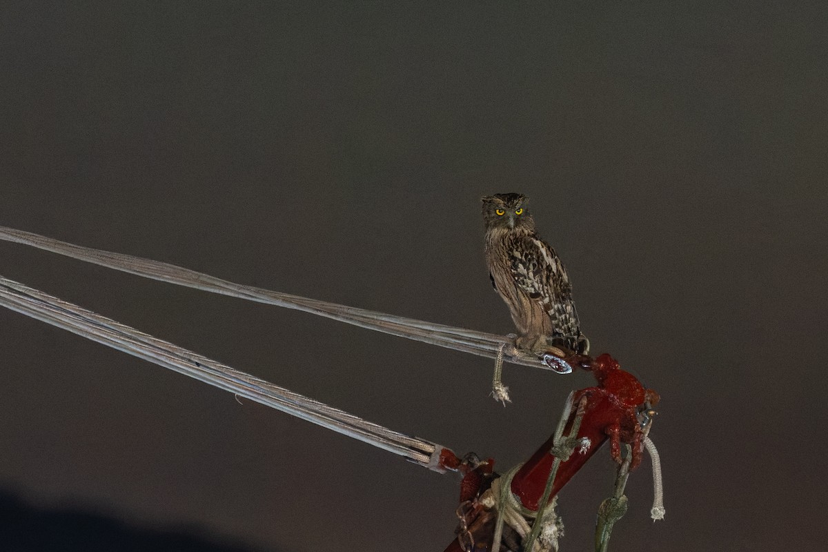 Brown Fish-Owl - ML646788975