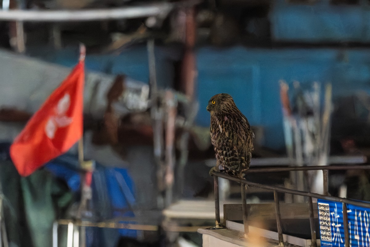 Brown Fish-Owl - ML646788976