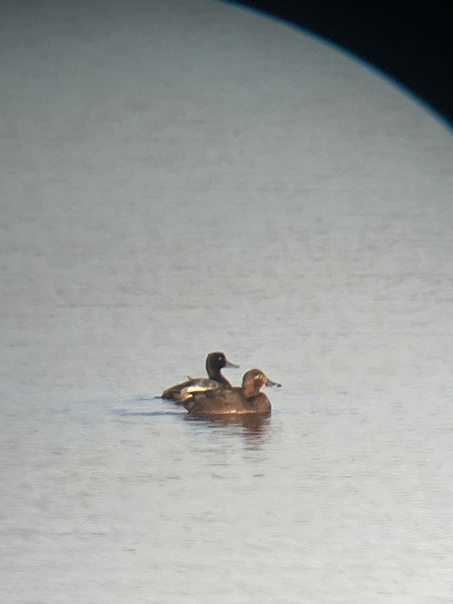 Murgilari burugorria - ML646788978