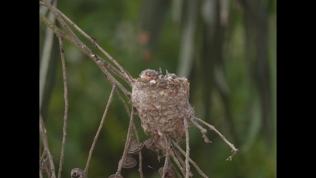 Giant Hummingbird - ML646788979
