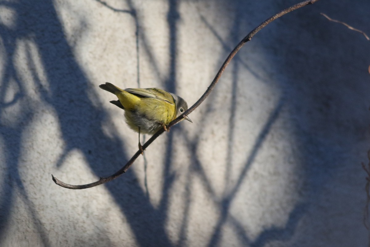 Nashville Warbler - ML646788981