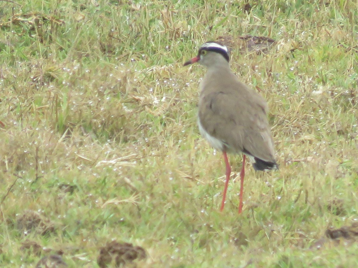 Crowned Lapwing - ML646788982