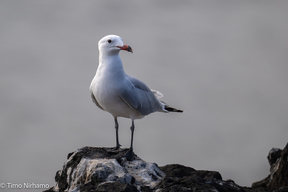 Audouin's Gull - ML646788983