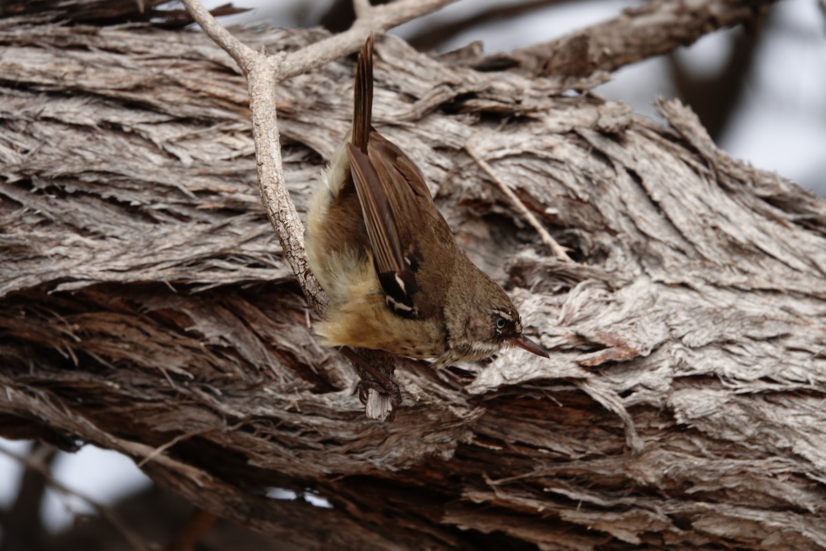 Spotted Scrubwren - ML646788985