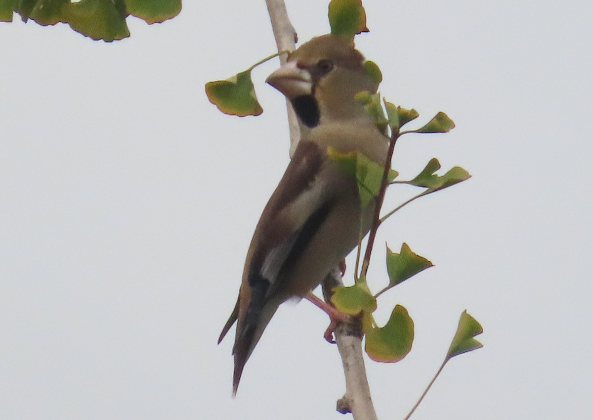 Hawfinch - ML646788986