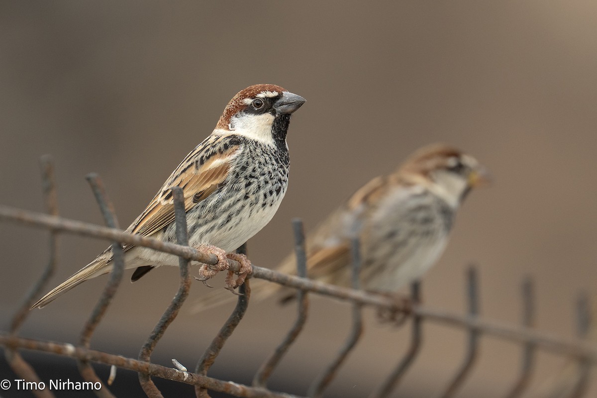 Spanish Sparrow - ML646788987