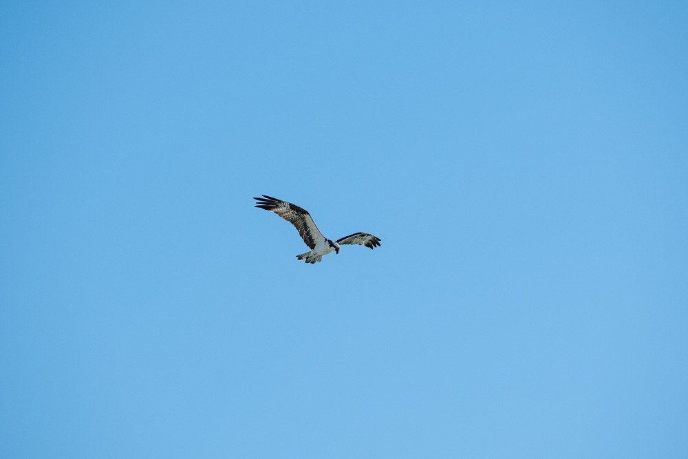 Falco pescatore - ML646788988