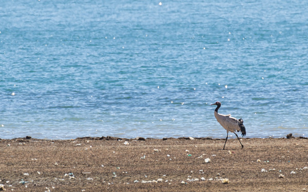 עגור שחור-צוואר - ML646788989