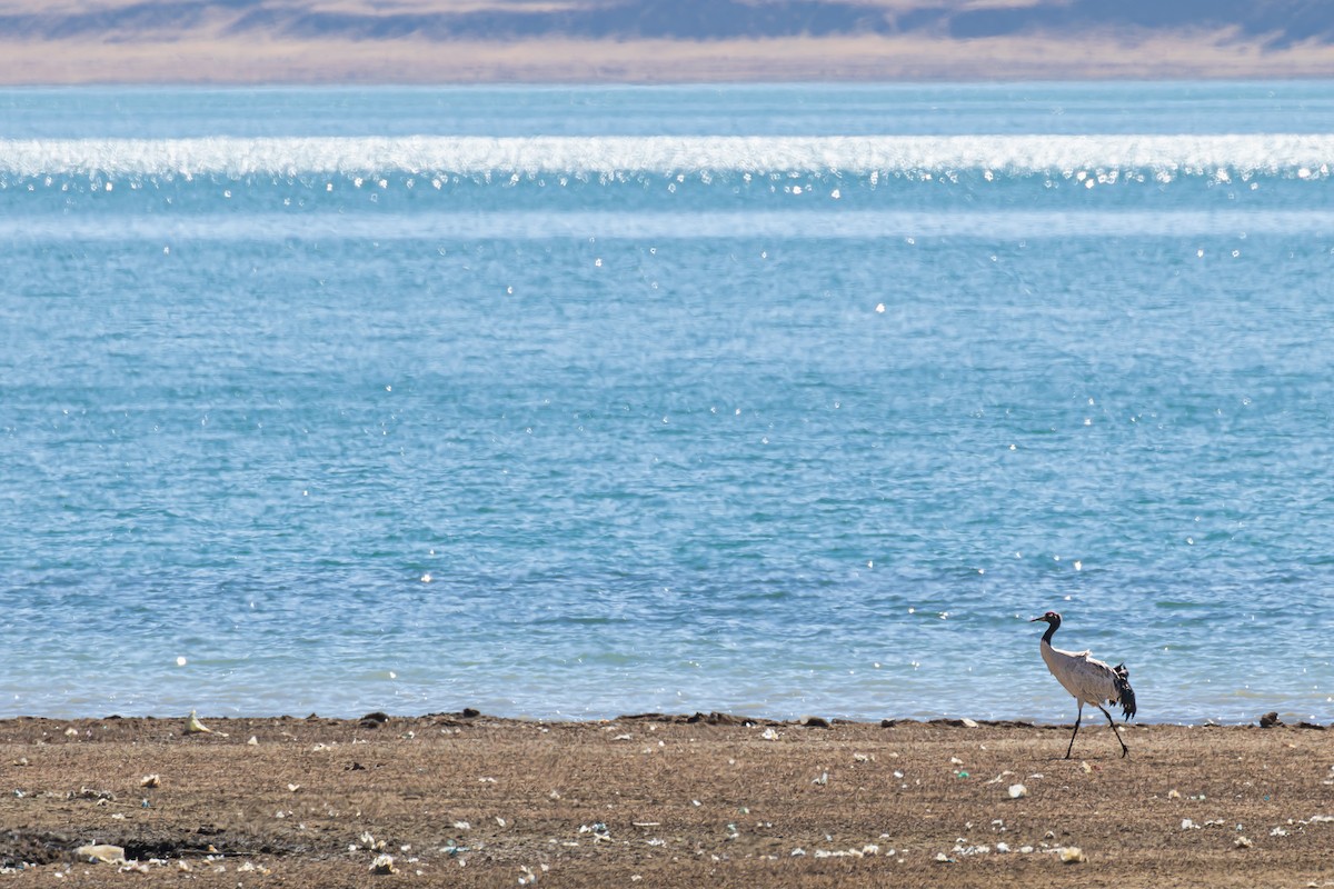 עגור שחור-צוואר - ML646788990