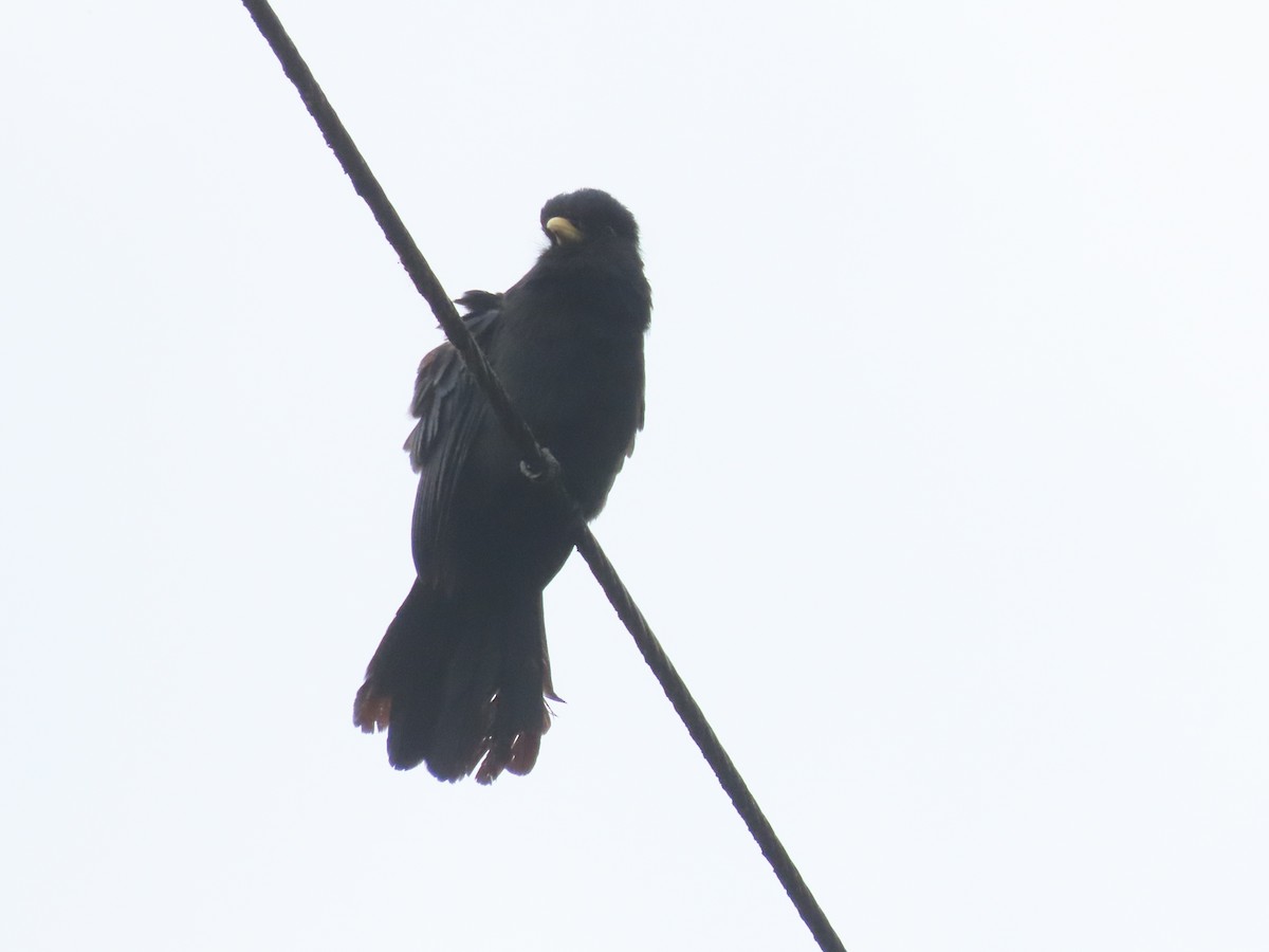 gulnebbklarisse - ML646788994