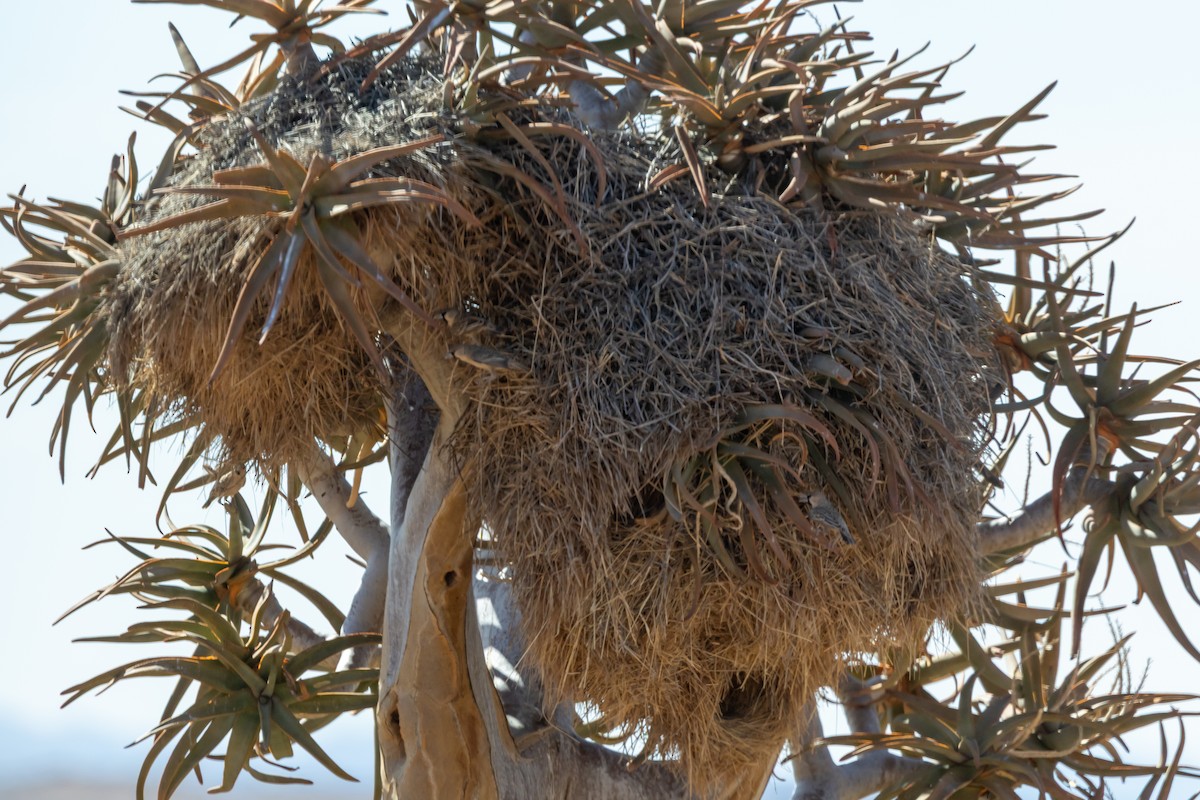 Sociable Weaver - ML646788996