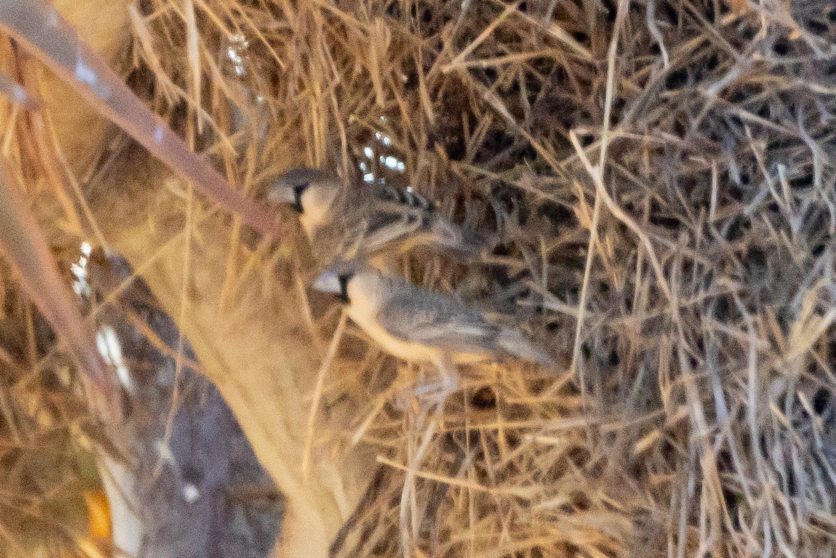 Sociable Weaver - ML646789002