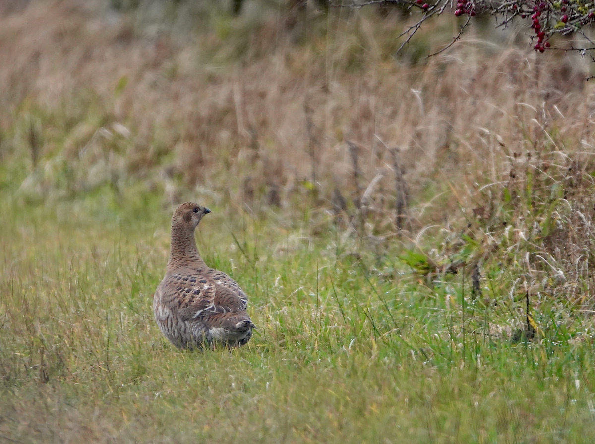 Black Grouse - ML646789003