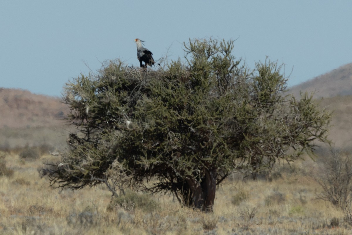 לבלר - ML646789004