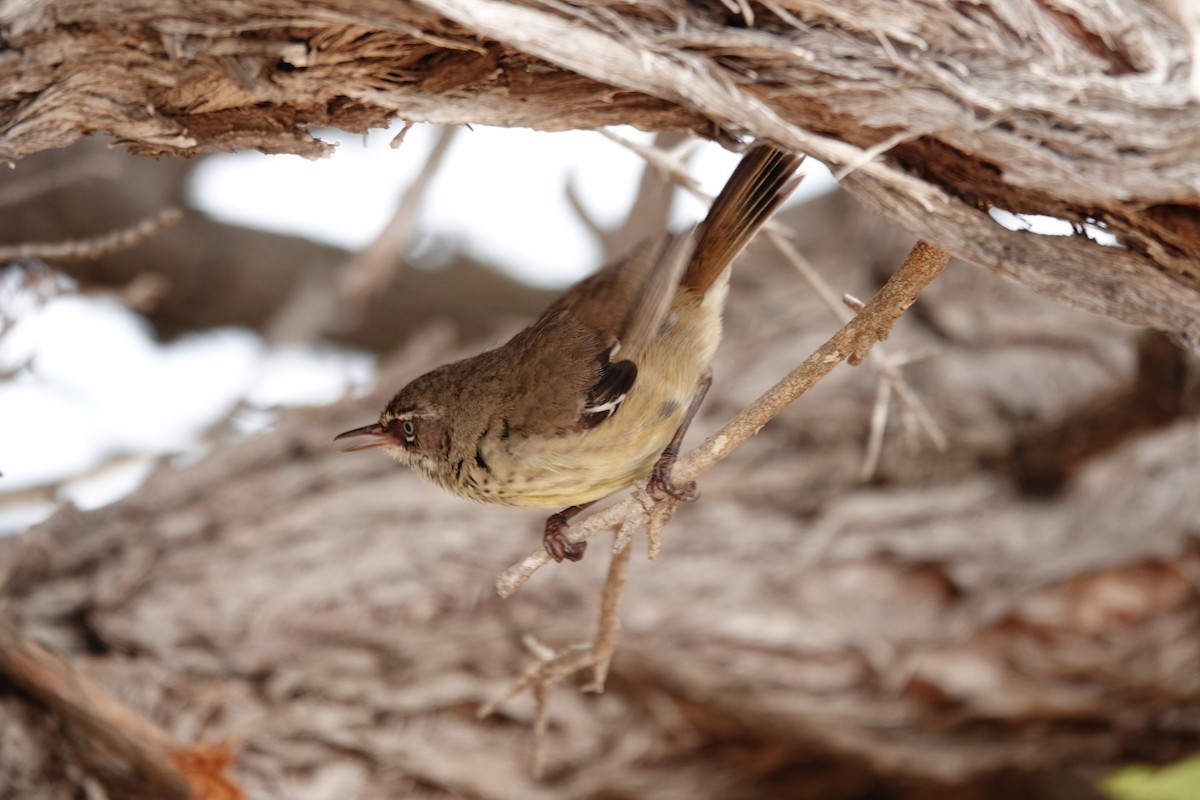 Spotted Scrubwren - ML646789005