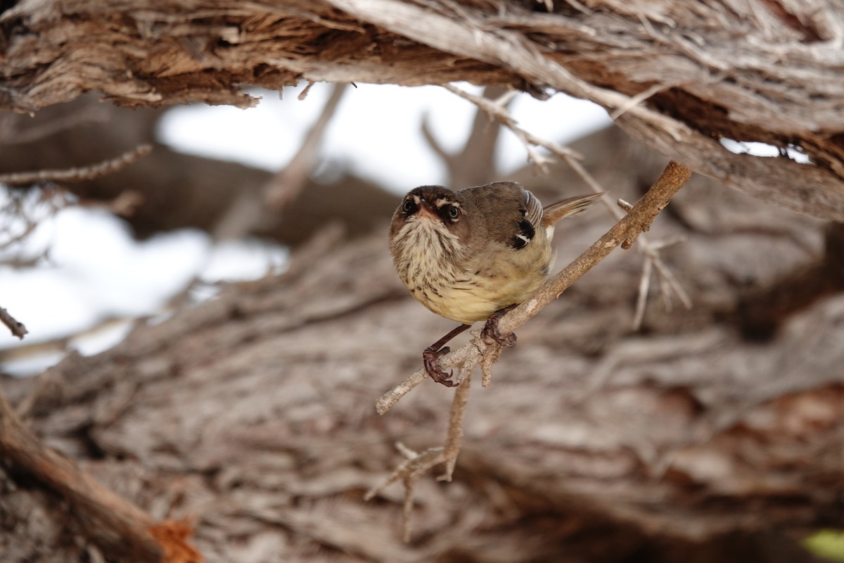 Spotted Scrubwren - ML646789006