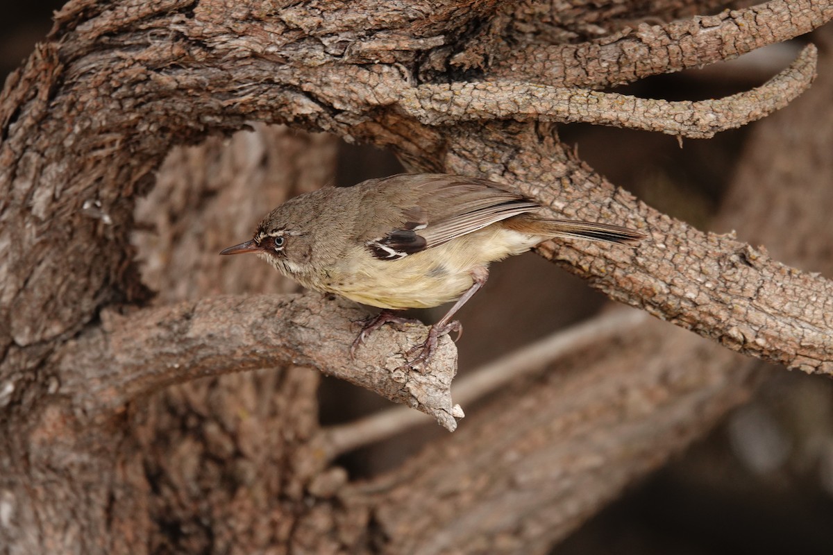 Spotted Scrubwren - ML646789007