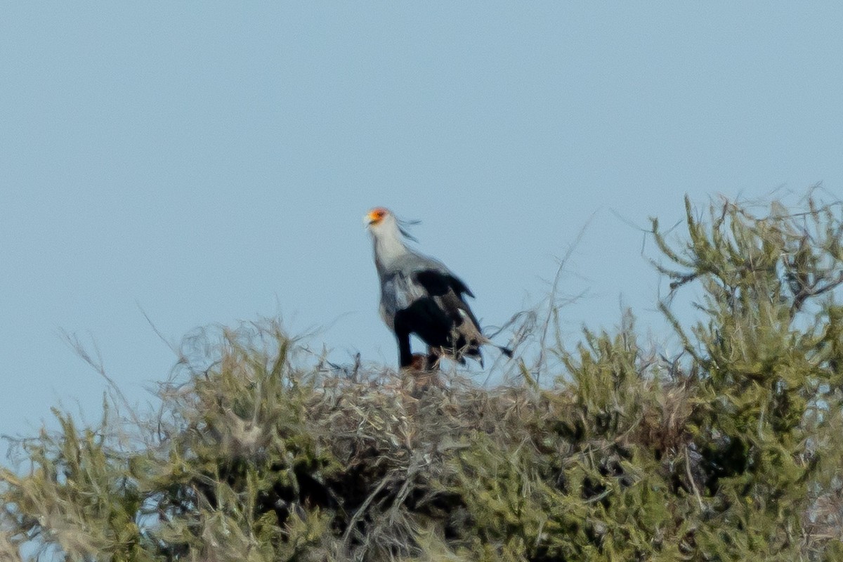 לבלר - ML646789020