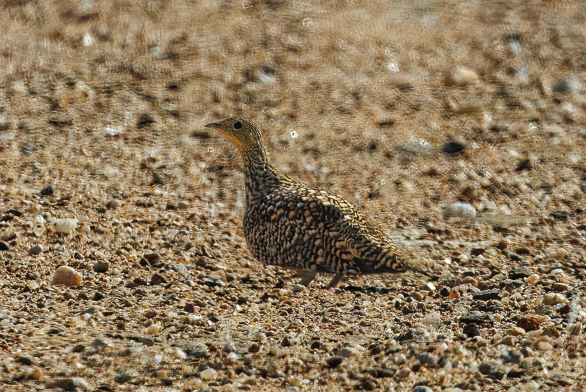 Namaqua Sandgrouse - ML646789021