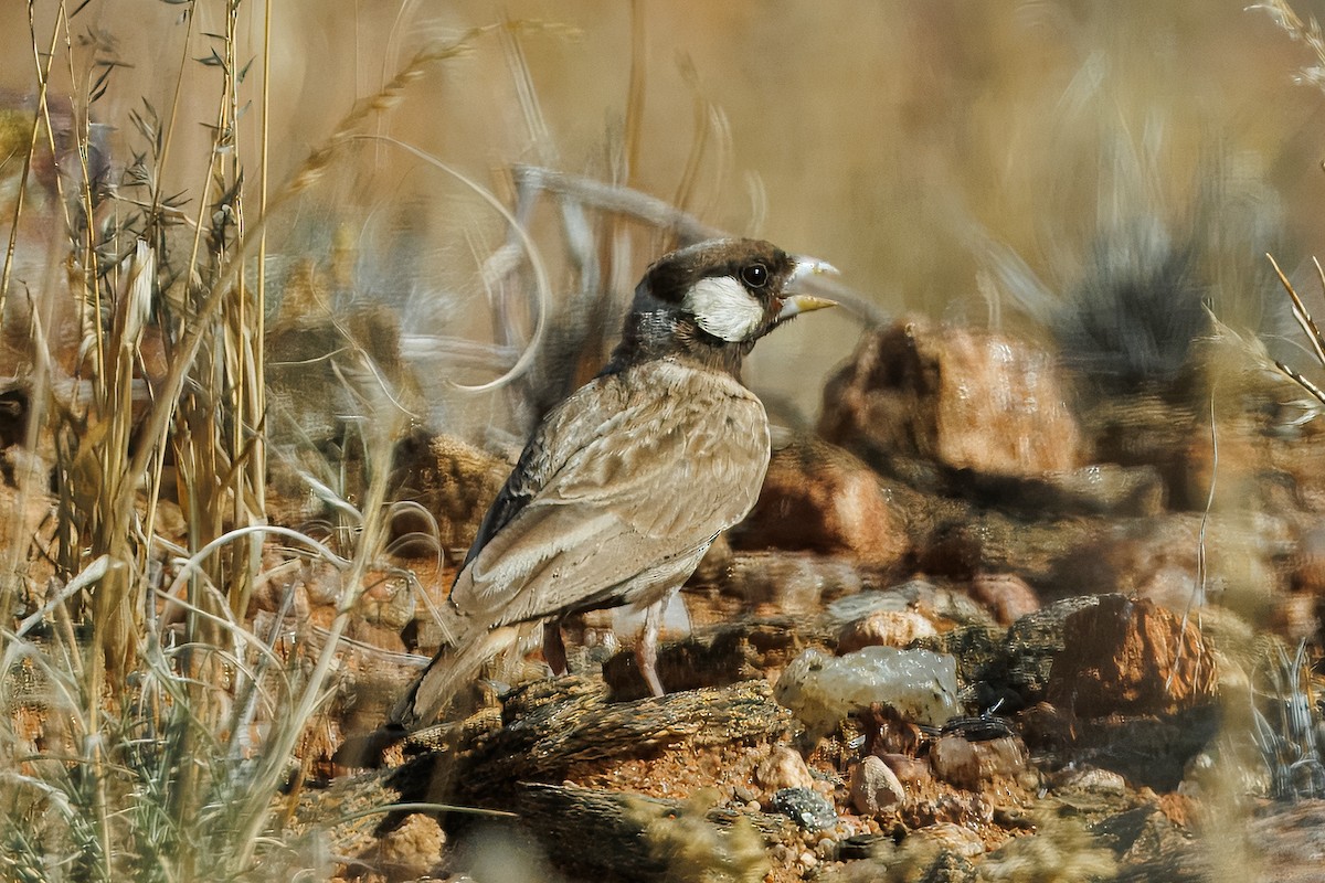 Gray-backed Sparrow-Lark - ML646789022