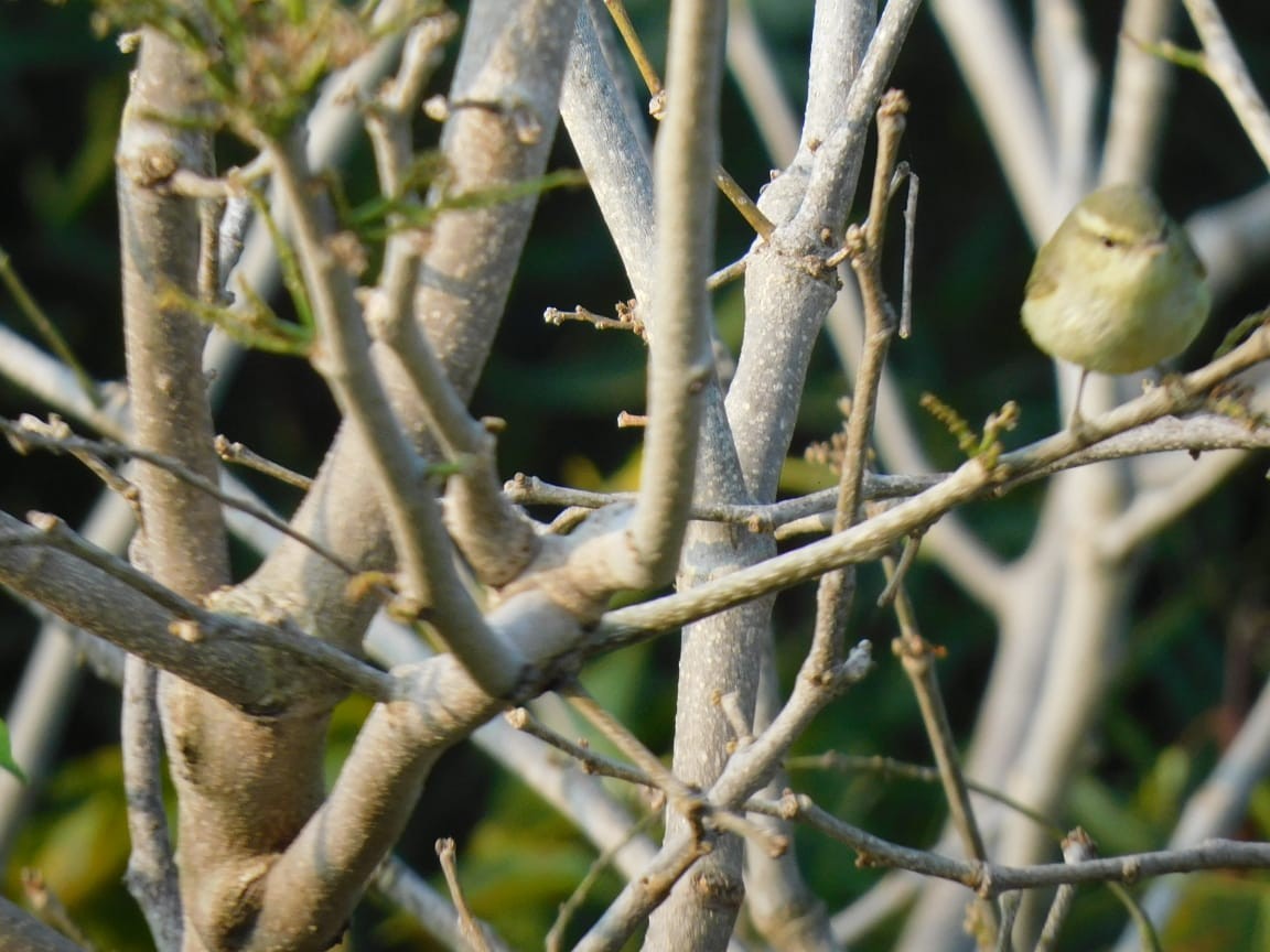 Green Warbler - ML646789023