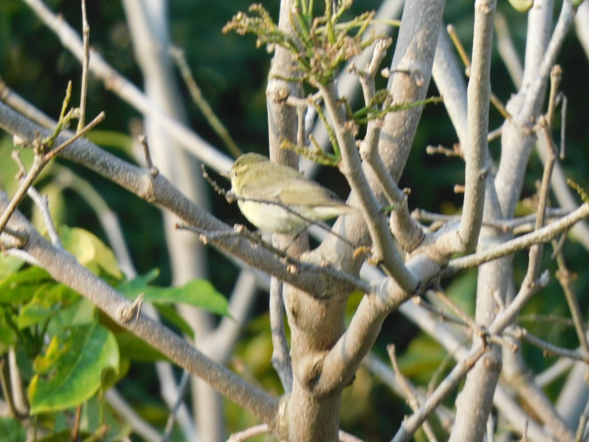 Green Warbler - ML646789024