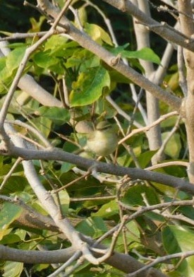 Green Warbler - ML646789025